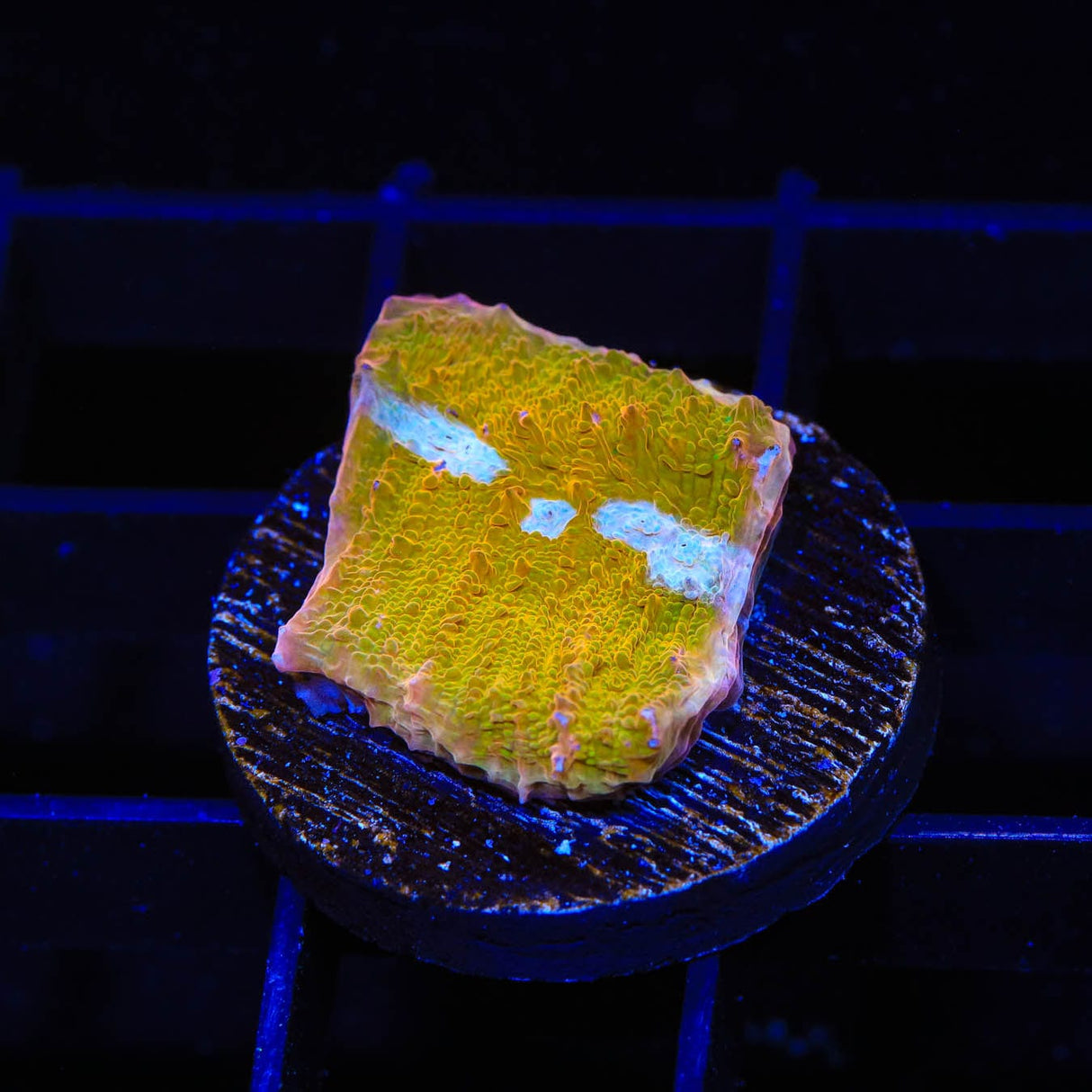TSA Sugar Cookie Chalice Coral