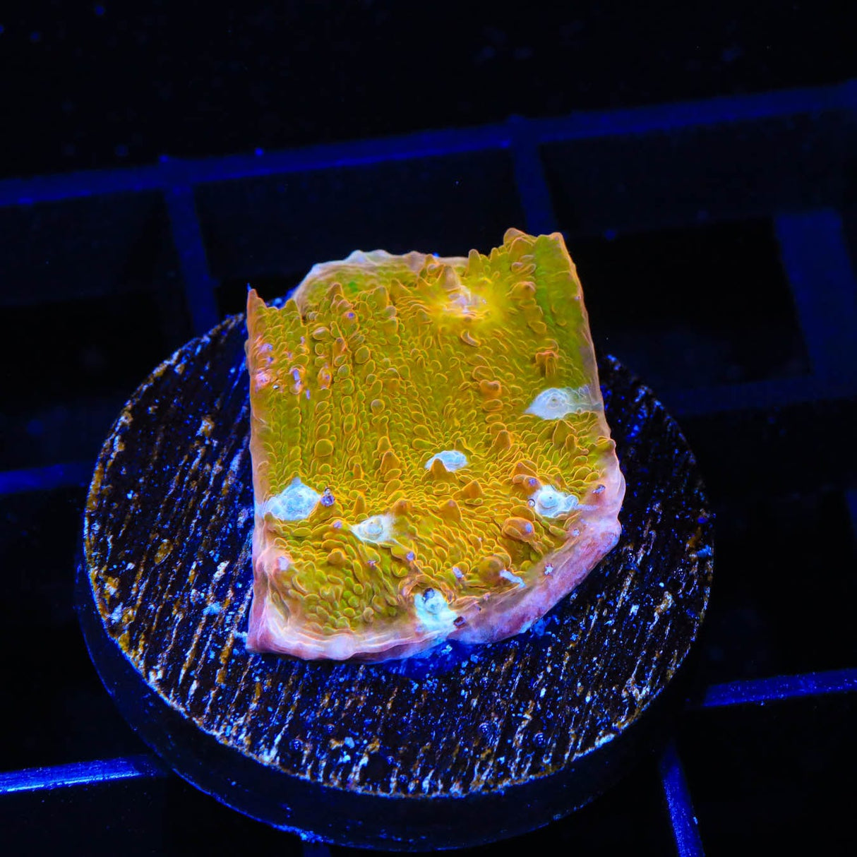 TSA Sugar Cookie Chalice Coral