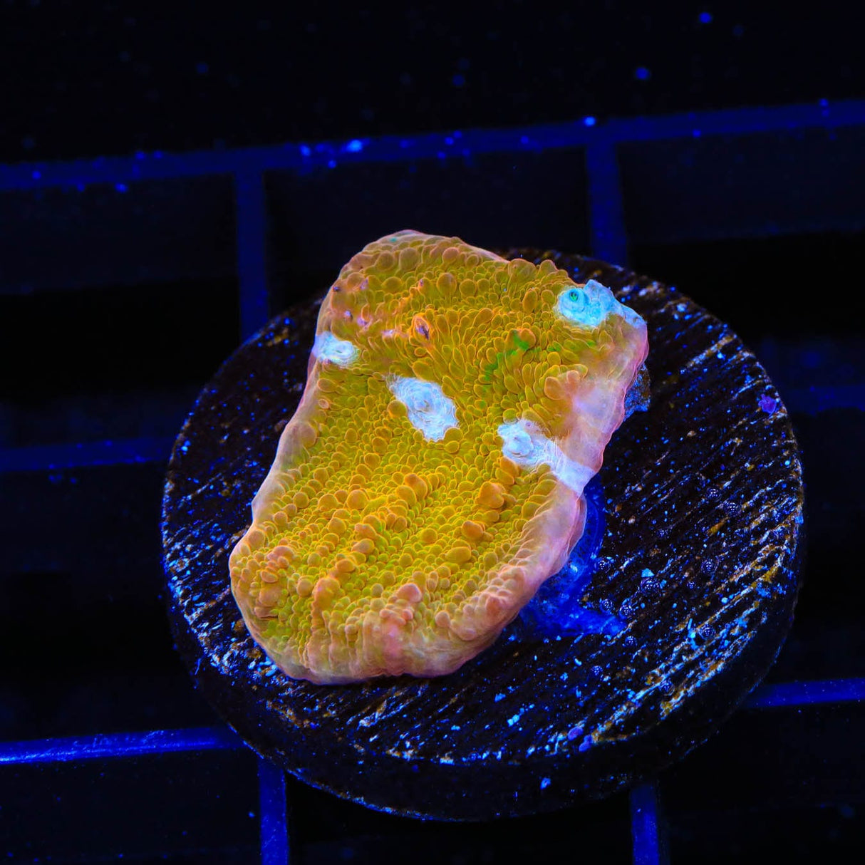 TSA Sugar Cookie Chalice Coral