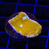 TSA Sugar Cookie Chalice Coral