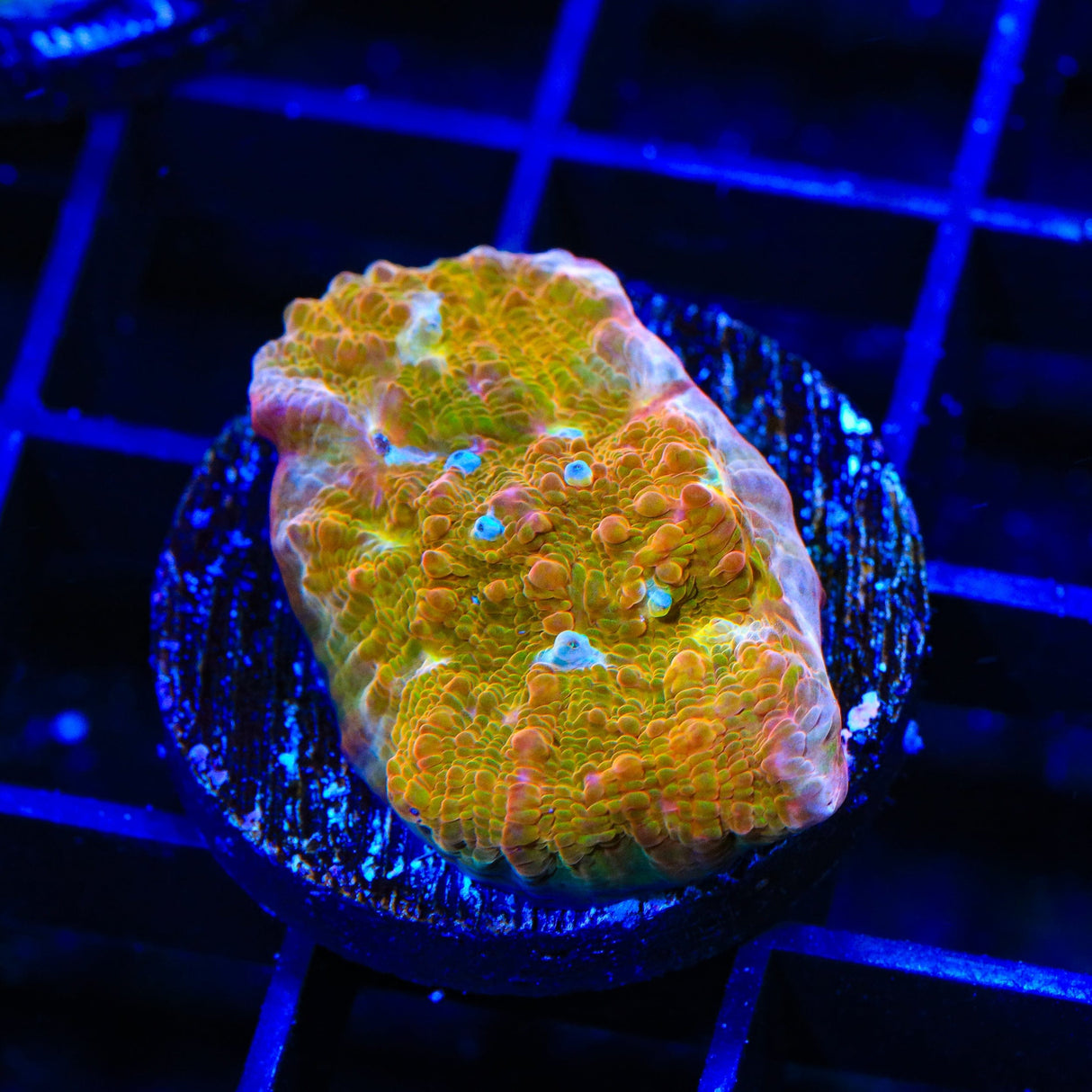 TSA Sugar Cookie Chalice Coral