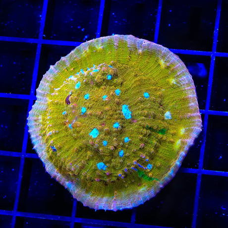 TSA Sugar Cookie Chalice XL Frag Coral