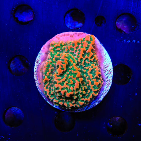 TSA Sugar High Montipora Colony Coral