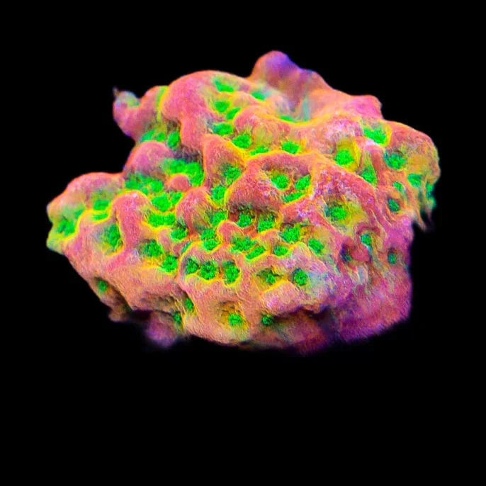 TSA Sugar High Montipora Coral