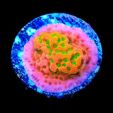 TSA Sugar High Montipora Coral