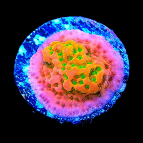 TSA Sugar High Montipora Coral