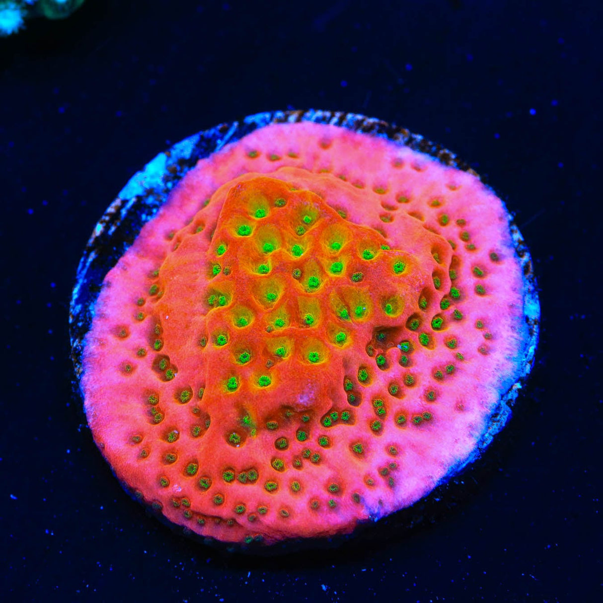 TSA Sugar High Montipora Coral