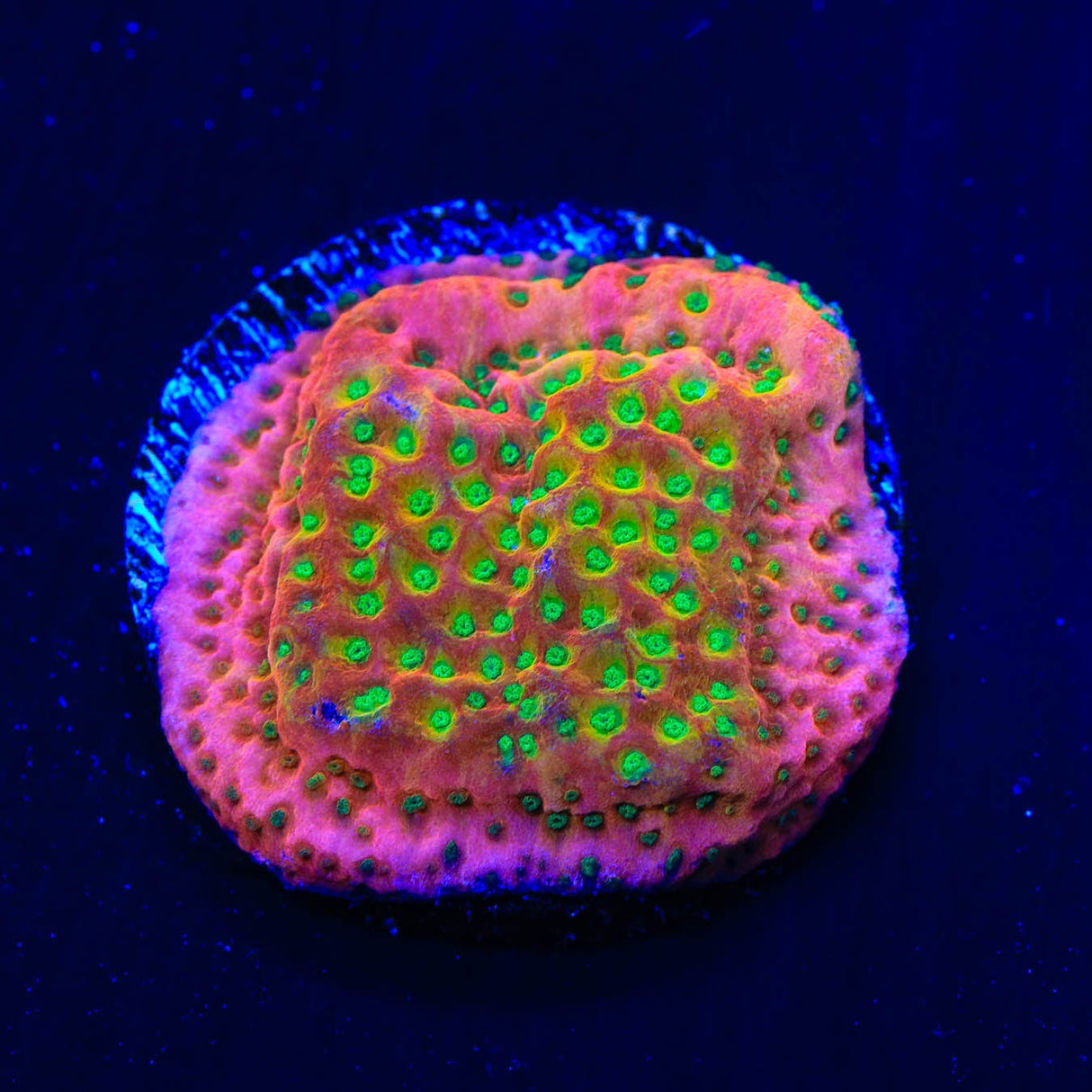 TSA Sugar High Montipora Coral