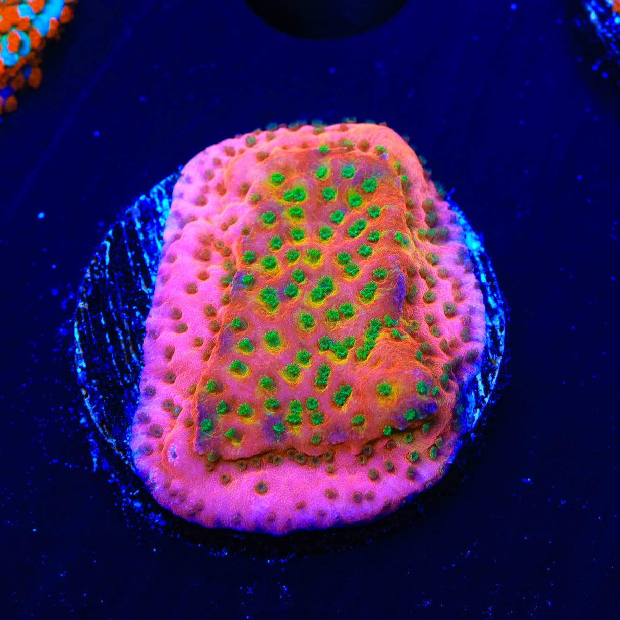 TSA Sugar High Montipora Coral
