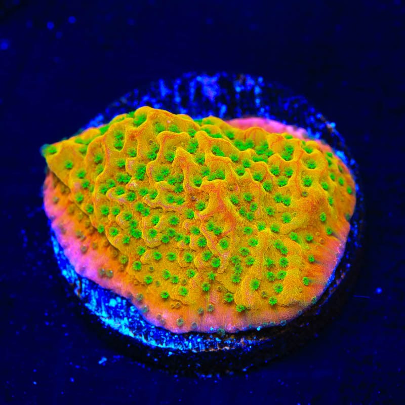 TSA Sugar High Montipora Coral