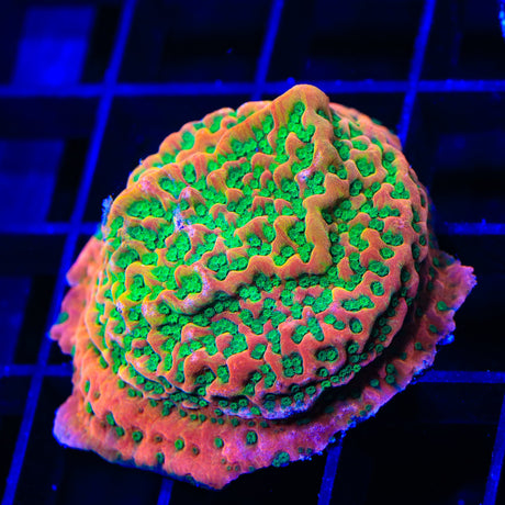 TSA Sugar High Montipora Coral