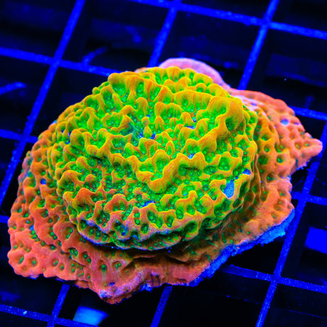 TSA Sugar High Montipora XL Frag Coral