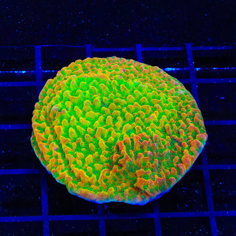 TSA Sugar High Montipora XL Frag Coral