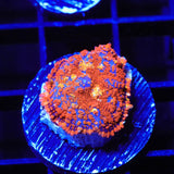 TSA Summer Heat Rhodactis Mushroom Coral