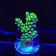 TSA Sun Dance Acropora Coral