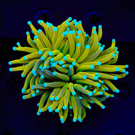 TSA Sun God Torch Coral