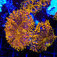 TSA Sunbeam Yuma Mushroom Coral