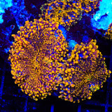 TSA Sunbeam Yuma Mushroom Coral