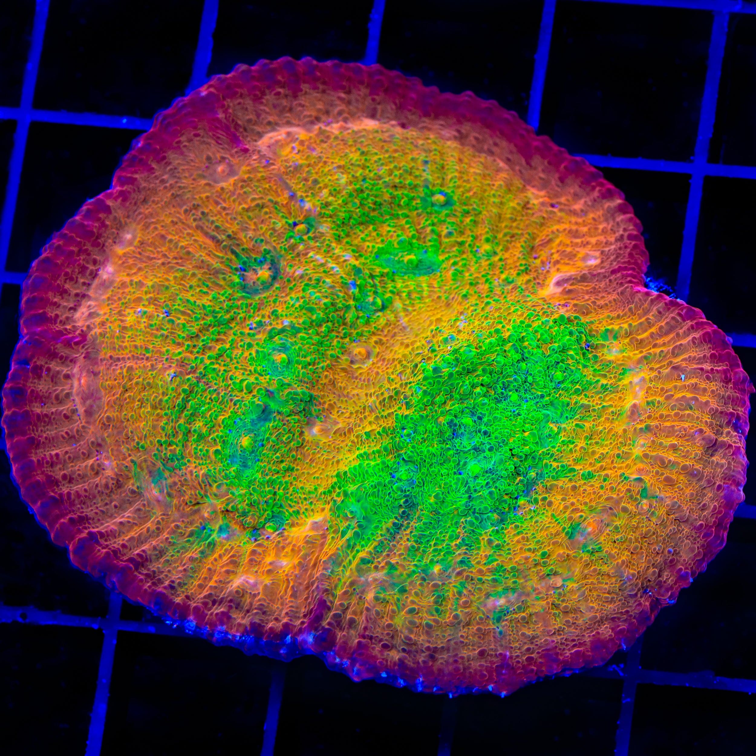TSA Sunburst Chalice Coral – Cut to Order – Top Shelf Aquatics