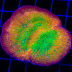 TSA Sunburst Chalice Coral