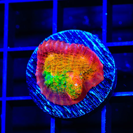 TSA Sunburst Chalice Coral