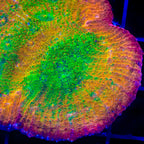 TSA Sunburst Chalice Coral