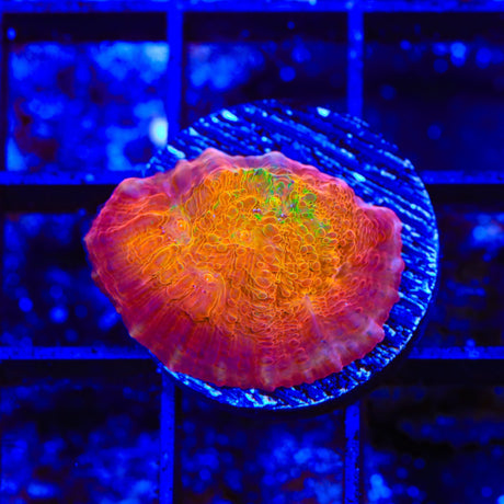 TSA Sunburst Chalice Coral