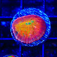 TSA Sunburst Chalice Coral