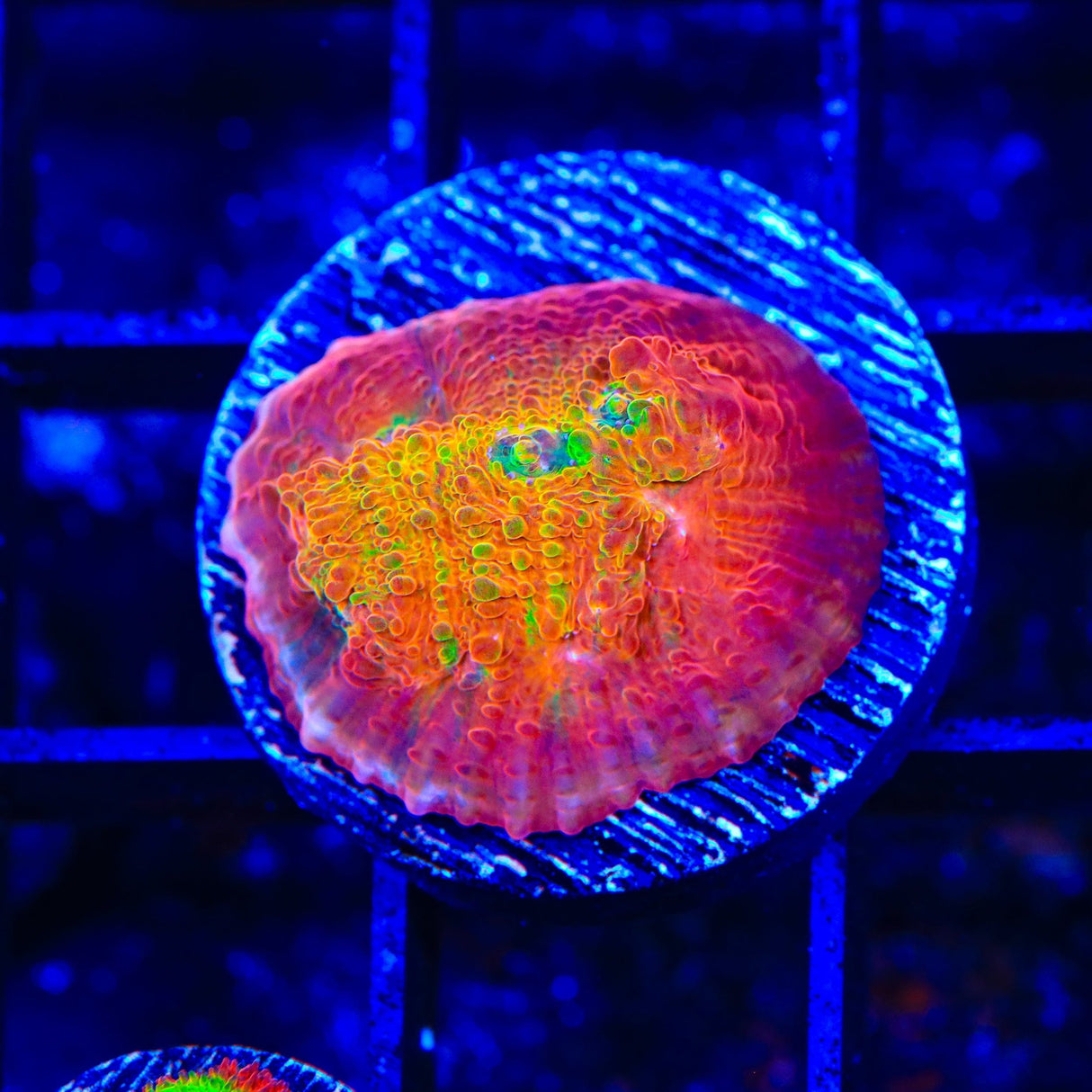 TSA Sunburst Chalice Coral