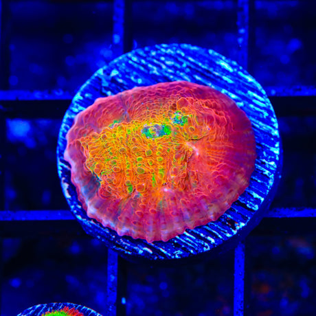 TSA Sunburst Chalice Coral