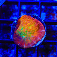 TSA Sunburst Chalice Coral