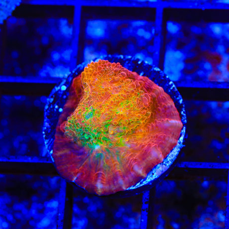 TSA Sunburst Chalice Coral