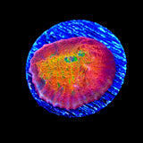 TSA Sunburst Chalice Coral