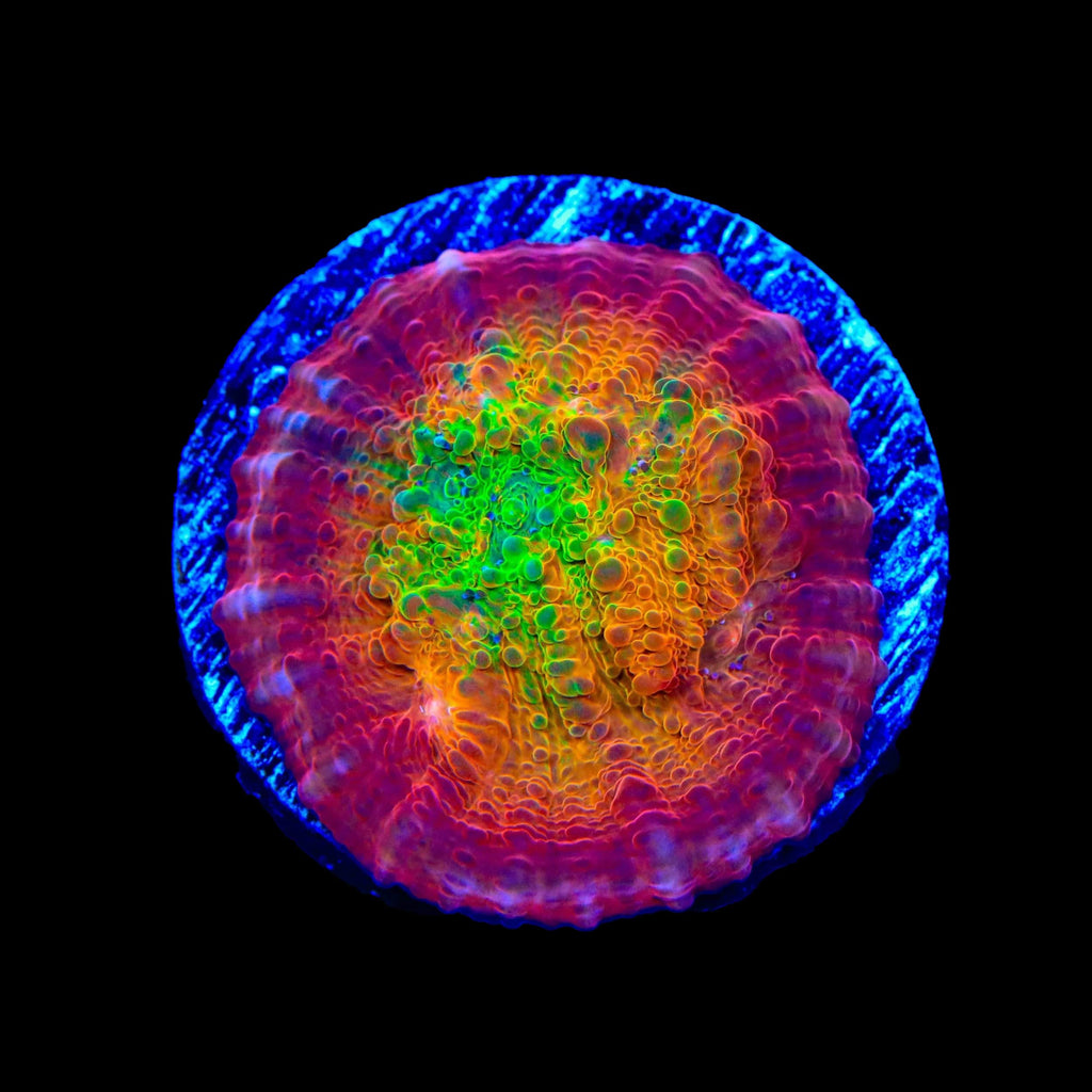 TSA Sunburst Chalice Coral