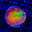 TSA Sunburst Chalice Coral