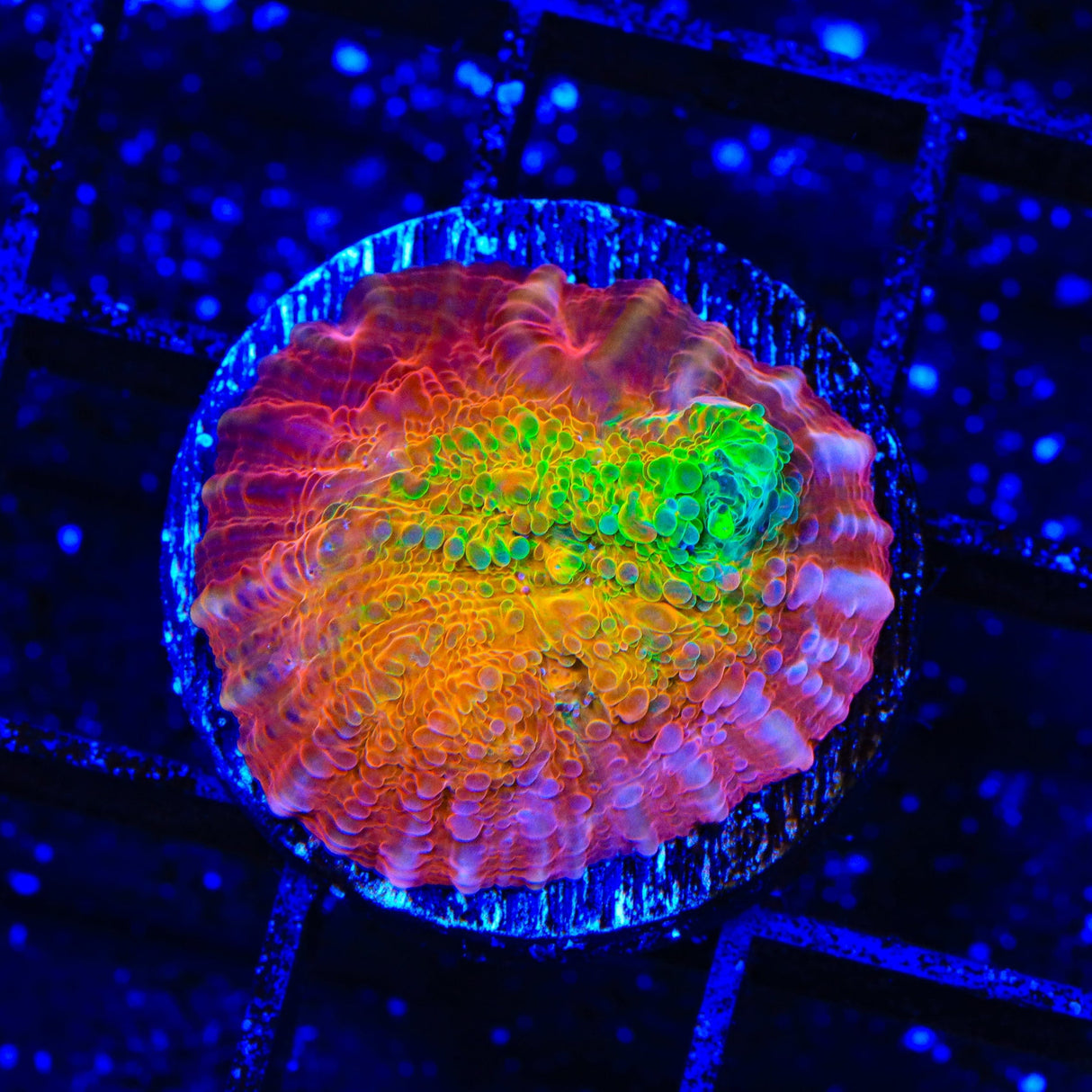 TSA Sunburst Chalice Coral