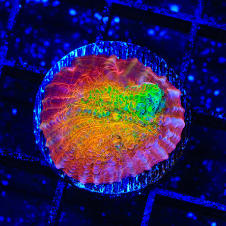 TSA Sunburst Chalice Coral