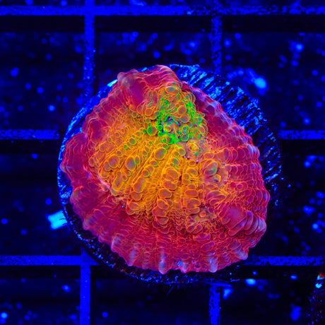 TSA Sunburst Chalice Coral