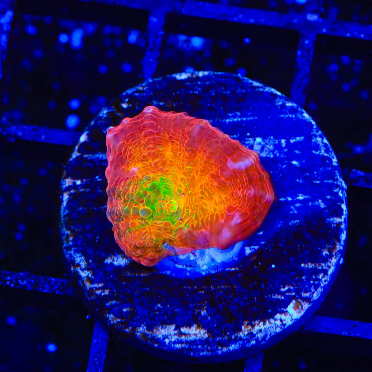 TSA Sunburst Chalice Coral