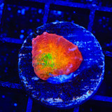 TSA Sunburst Chalice Coral