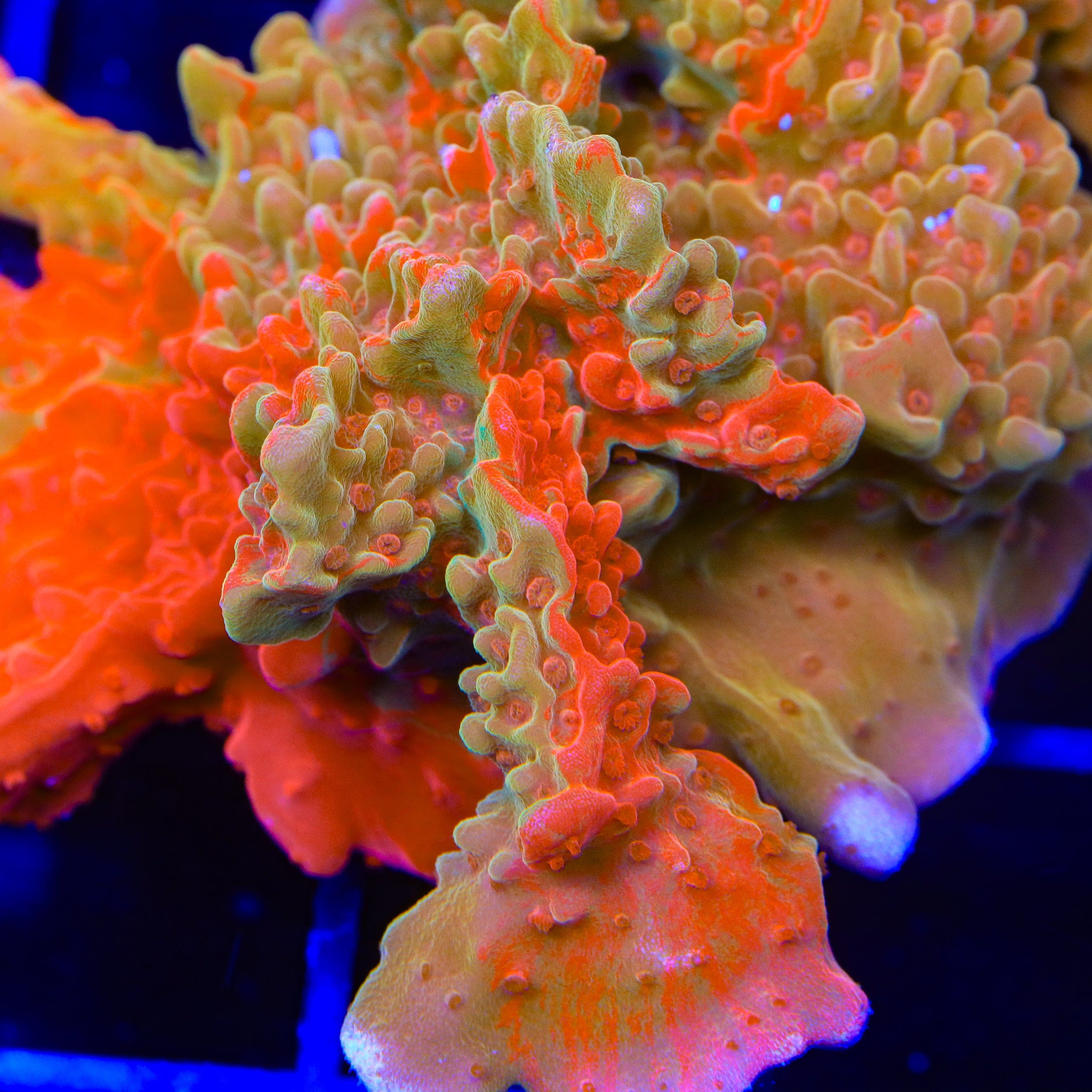 TSA Sunny D Splash Grafted Setosa Montipora Coral – Top Shelf Aquatics