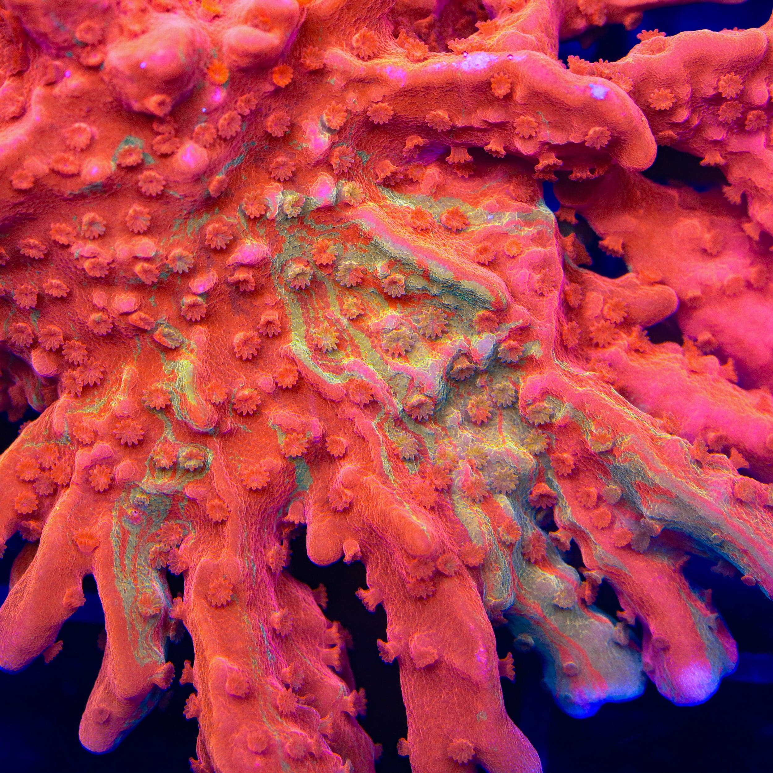 TSA Sunny D Splash Grafted Setosa Montipora Coral