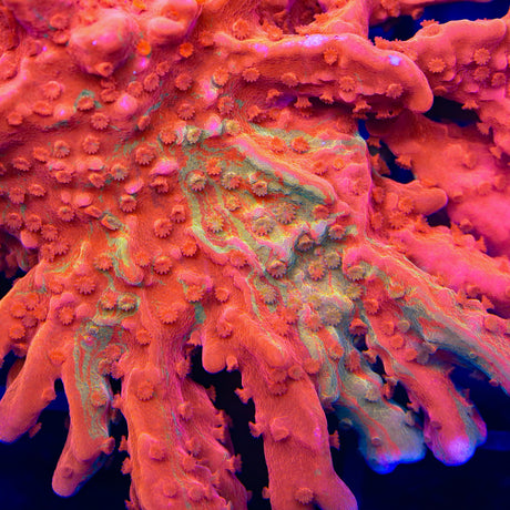 TSA Sunny D Splash Grafted Setosa Montipora Coral
