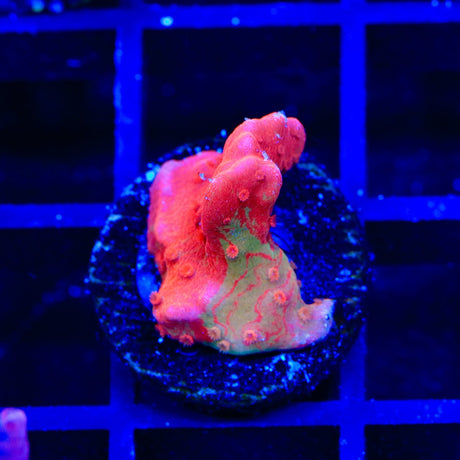 TSA Sunny D Splash Grafted Setosa Montipora Coral