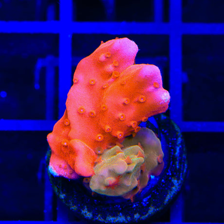 TSA Sunny D Splash Grafted Setosa Montipora Coral