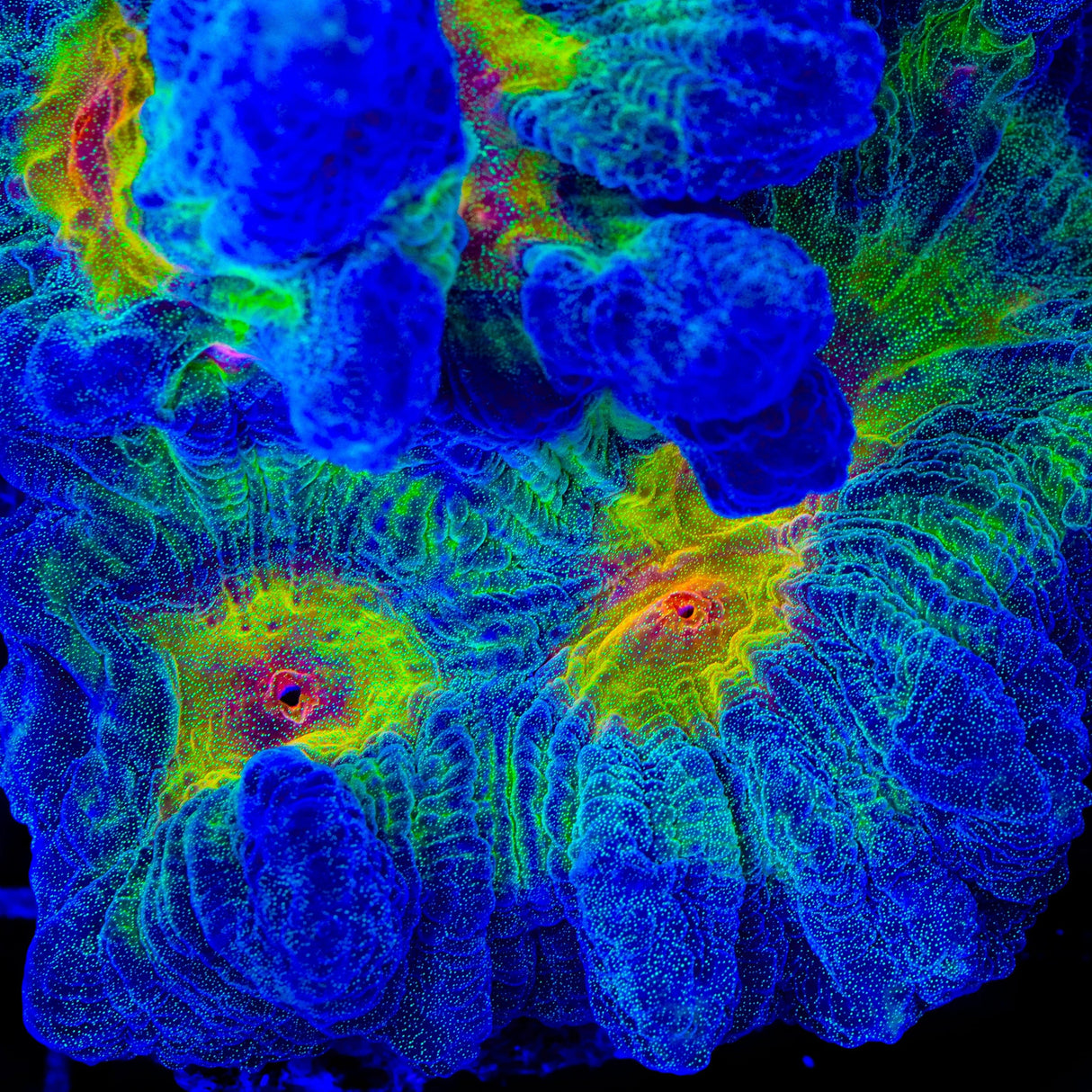 TSA Sunrise Pectinia Coral