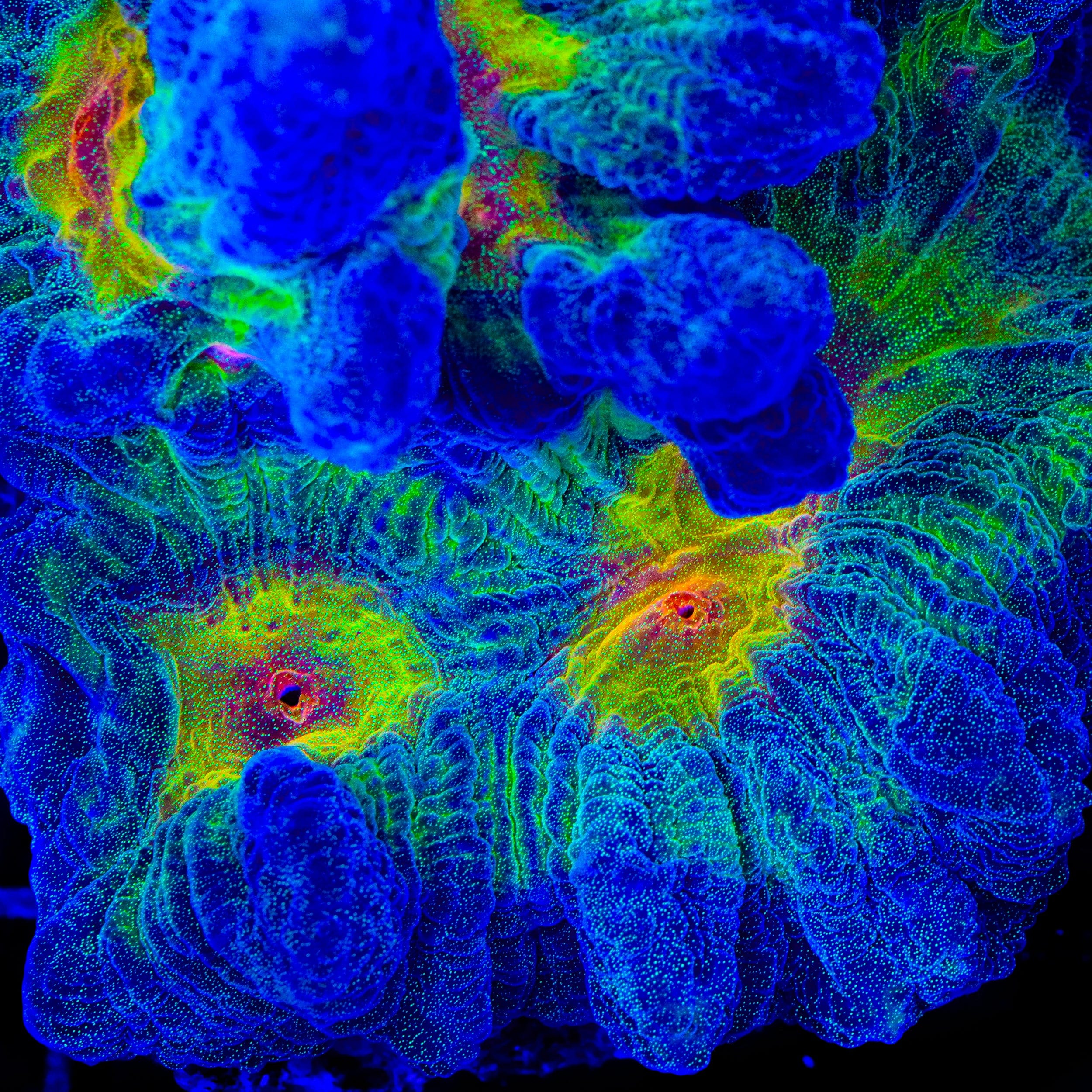 TSA Sunrise Pectinia Coral