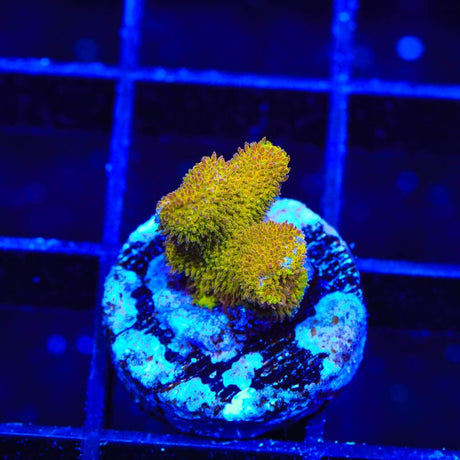 TSA Sunrise Psammocora Coral