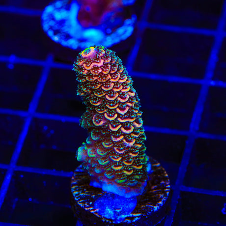 TSA Sunset Mirage Spathulata Acropora Coral