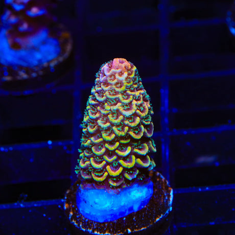 TSA Sunset Mirage Spathulata Acropora Coral